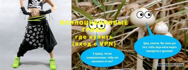 прущие грибы Каменногорск